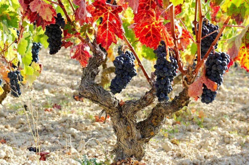 From San Sebastian/Bilbao/Vitoria: Rioja Wine Tour w/ Lunch - The Lunch: A Spanish Feast
