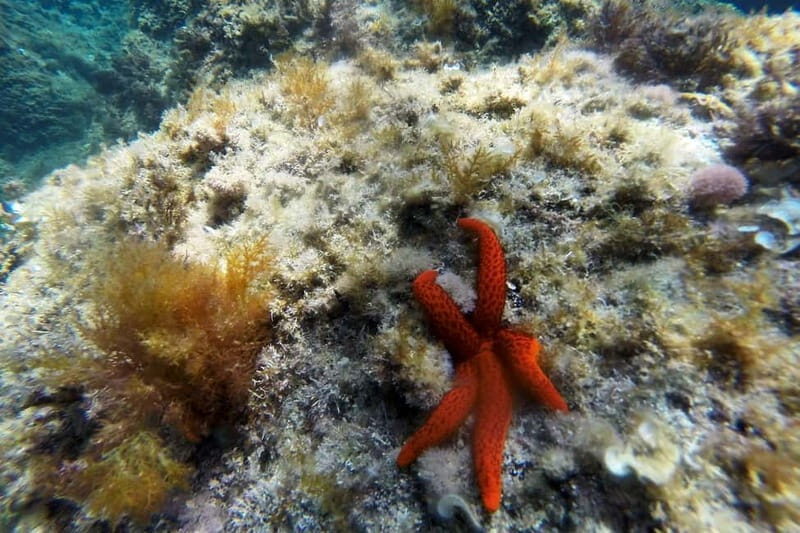 From Sant Feliu de Guíxols: Kayak and Snorkel in Costa Brava - Why This Tour Offers Great Value