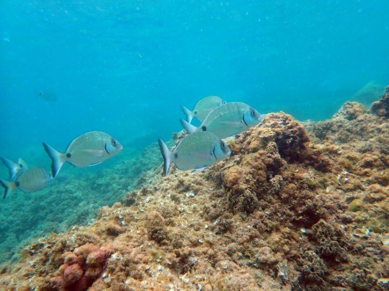 From Santa Pola: Snorkel Trip in Tabarca Island - Practical Tips for Your Trip