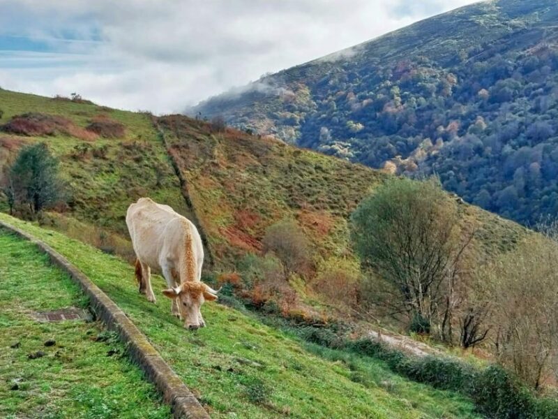 From Santander or Torrelavega: Soplao Cave Excursion - A Closer Look at the Experience