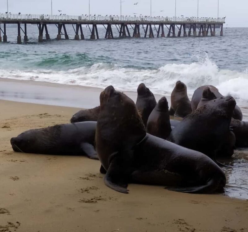 From Santiago: Highlights of Valparaiso and Viña del Mar - FAQ