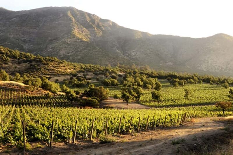 From Santiago: Maipo Valley Wine Tour - Short and Sweet: What to Expect