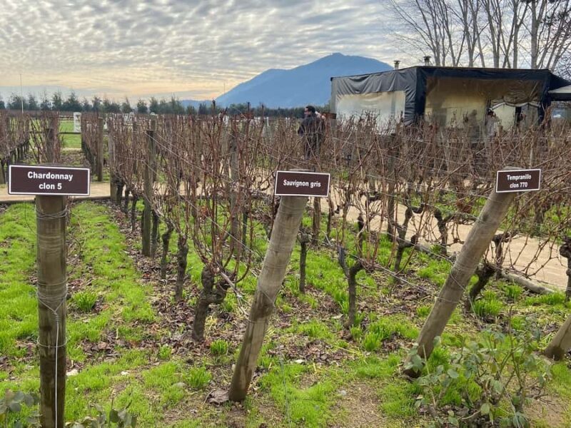 From Santiago: Private Colchagua Valley Wine Tour w/ Tasting - Key Points