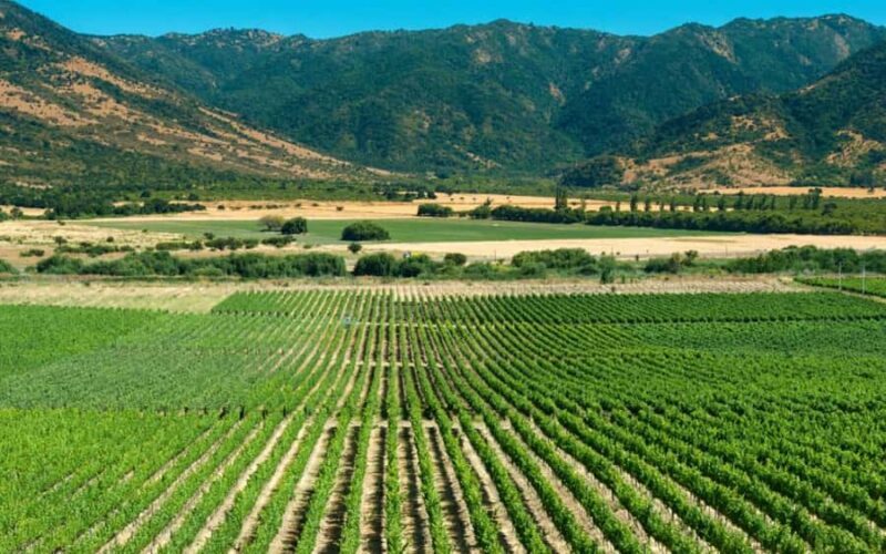 From Santiago: Private Colchagua Valley Wine Tour w/ Tasting - A Deeper Look at the Colchagua Valley Private Wine Tour