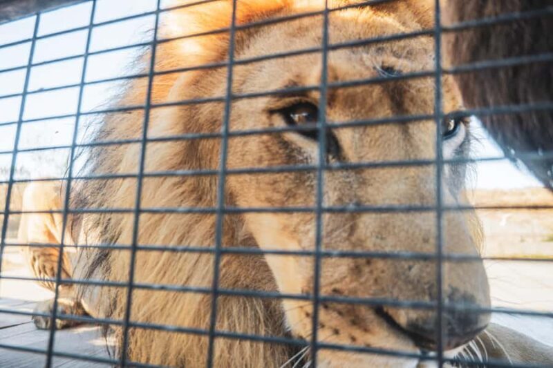 From Santiago: Rancagua Safari Park Zoo - Key Points