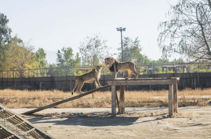From Santiago: Rancagua Safari Park Zoo - Final Thoughts