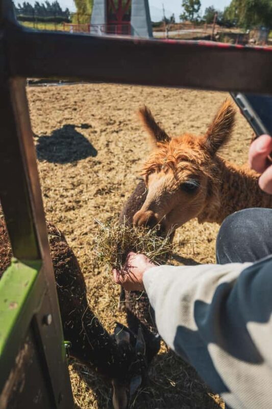 From Santiago: Rancagua Safari Park Zoo - FAQ
