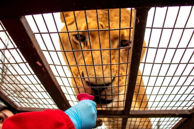 From Santiago: Safari Park, a wild experience - Key Points