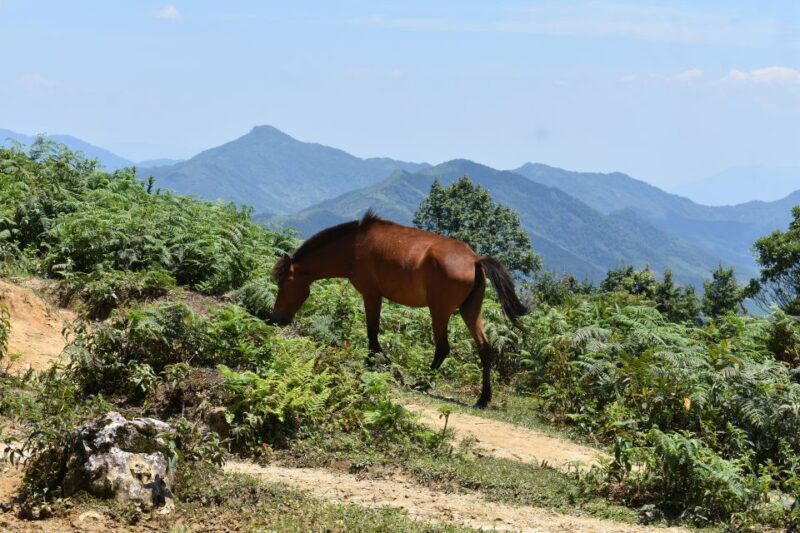 From Sapa: 2D1N Sapa Trekking Tour with Local Expert - Practical Details and Value