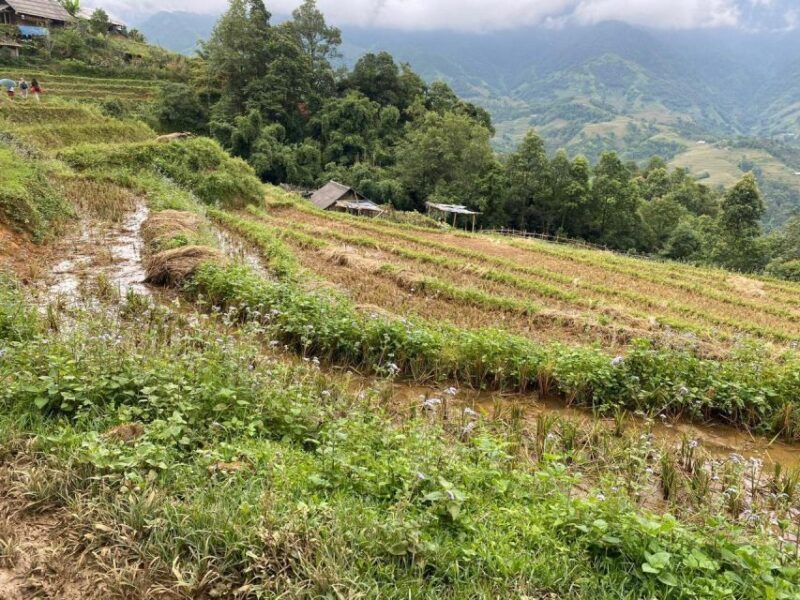 From Sapa: Full-Day Trekking Tour Lao Chai & Ta Van Villages - Authentic Experiences and Authentic Value