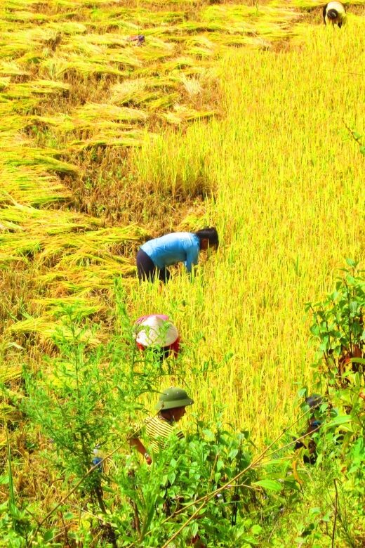 From Sapa: Waterfalls, Trekking and Tribal Villages Tour - Key Points