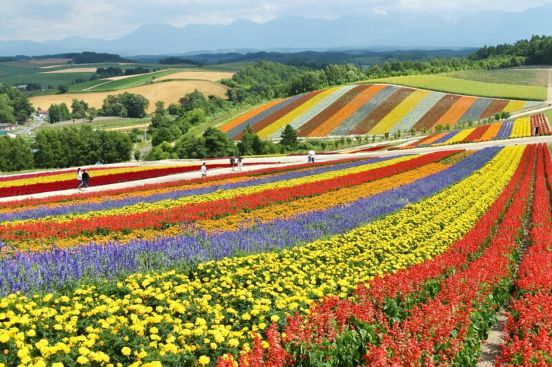 From Sapporo: Furano and Biei Vibrant Fields Tour - A Detailed Look at the Furano and Biei Day Trip