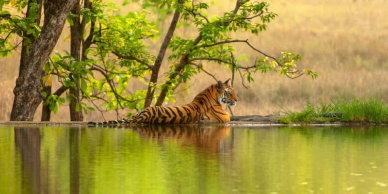 From Sariska: Official Tiger Safari in Open Jeep with Guide - Who Should Consider This Safari?