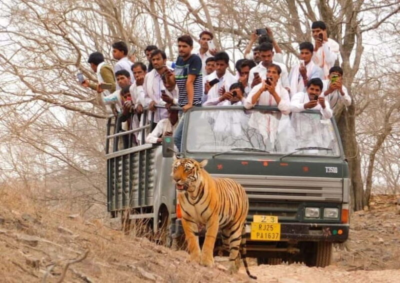 From Sawai Madhopur: Ranthambore National Park Jeep Safari - Key Points