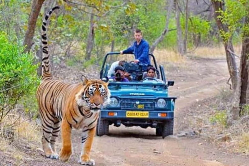From Sawai Madhopur: Ranthambore National Park Jeep Safari - Who Is This Tour Best For?