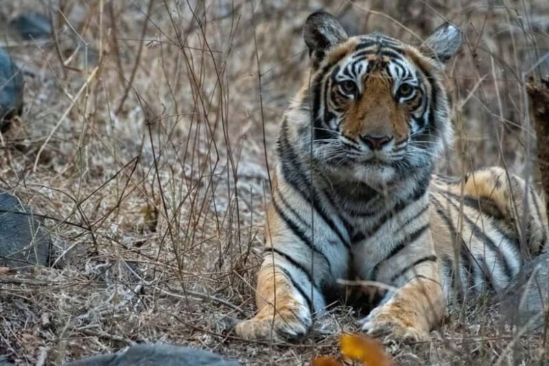 From Sawai Madhopur: Ranthambore National Park Jeep Safari - FAQ