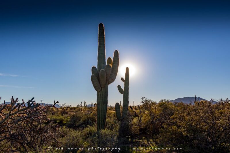 From Scottsdale: Sonoran Desert & Tonto National Forest Trip - Who Will Love This Tour?