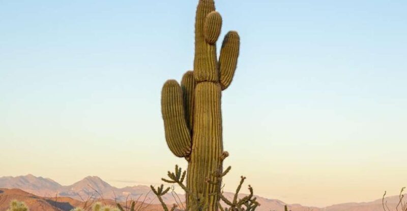 From Scottsdale: Sonoran Desert & Tonto National Forest Trip - Why Choose This Experience?