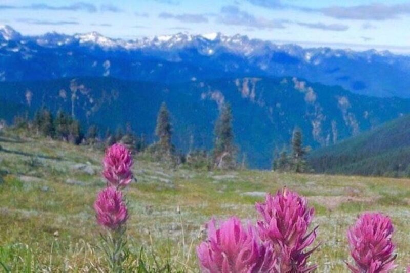 From Seattle: Olympic National Park Full Day Tour - Why This Tour Offers Excellent Value