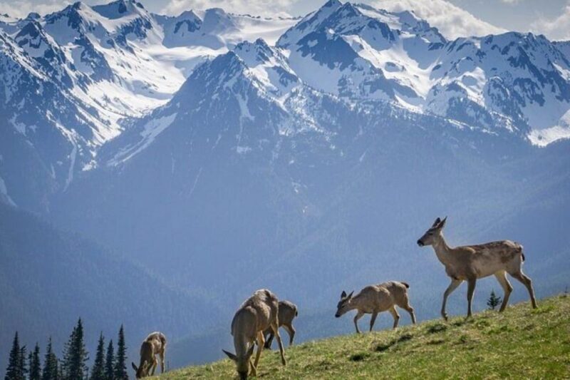 From Seattle: Olympic National Park Full Day Tour - FAQ