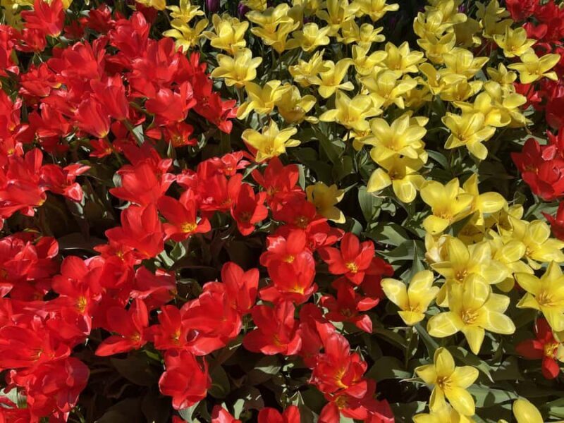 From Seattle: Tour of Skagit Valley Tulip Festival - Key Points