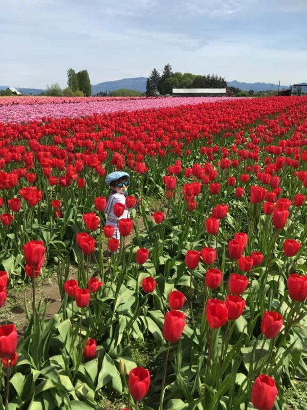 From Seattle: Tour of Skagit Valley Tulip Festival - A Detailed Look at the Skagit Valley Tulip Festival Tour