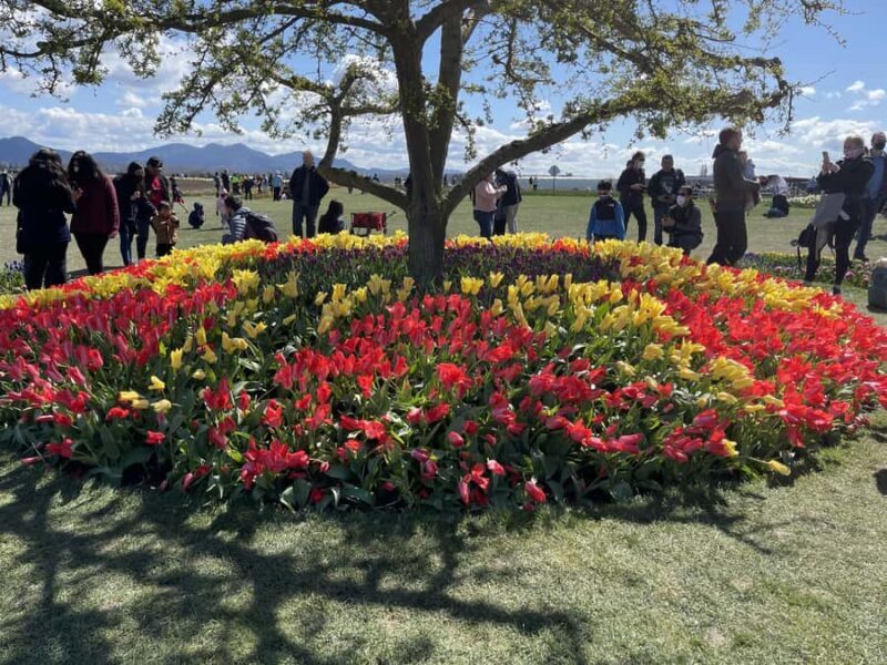 From Seattle: Tour of Skagit Valley Tulip Festival - Final Thoughts: Who Should Consider This Tour?