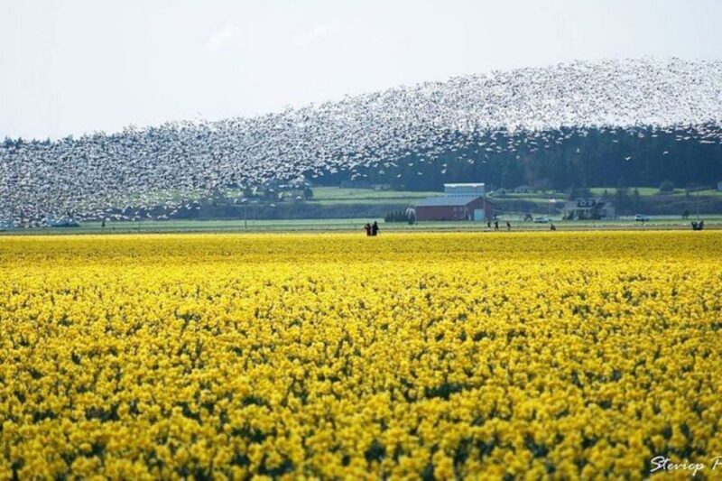 From Seattle:Tulip Festival at Skagit Valley and La Conner - Final Thoughts: Is This Experience Right for You?