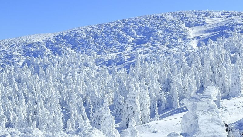 From Sendai: Ginzan Onsen& Zao Frost-Covered Trees& Fox Village Tour - Fox Village: close views, with a wild-animal rule