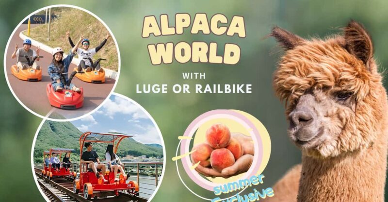 From Seoul: Alpaca Farm with Rail bike/ Luge Racing - Final Thoughts