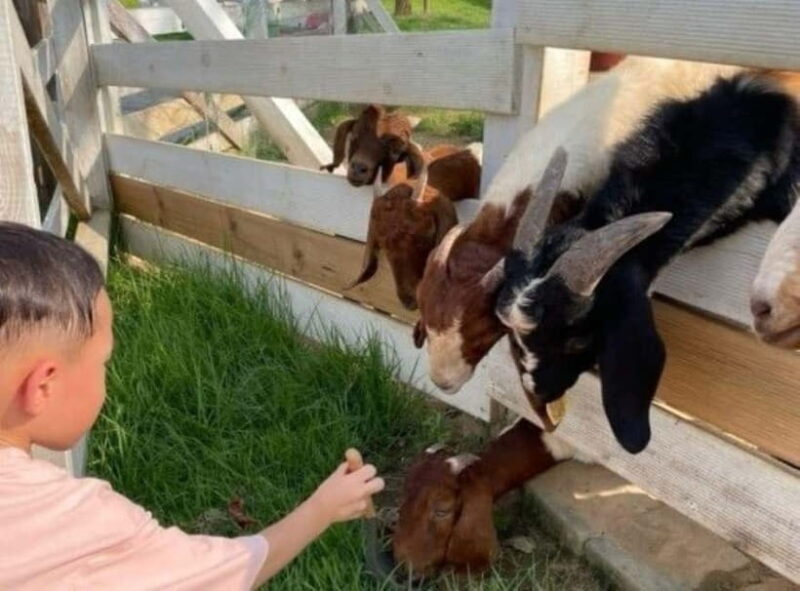 From Seoul: Begonia Bird Park, Rail Bike and Garden Tour - Key Points