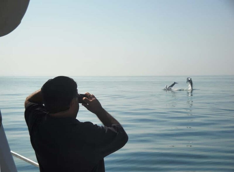 From Sesimbra: Arrábida Dolphin Watching Boat Tour - From Sesimbra: Arrábida Dolphin Watching Boat Tour