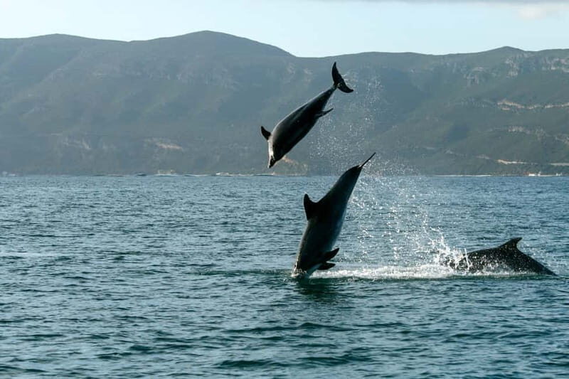 From Sesimbra: Arrábida Dolphin Watching Boat Tour - Why This Tour Offers Good Value
