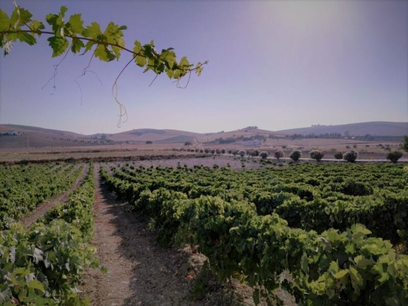 From Seville: Cadiz and Jerez de la Frontera Day Trip - FAQs