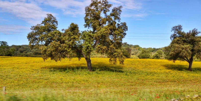 From Seville: Cerro del Hierro Private Hike with Picnic - Who Will Love This Tour?