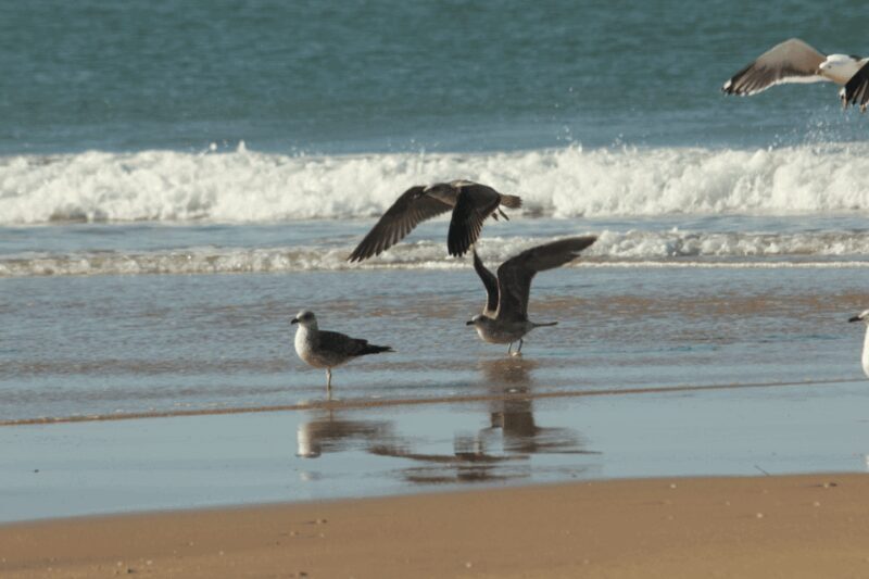 From Seville: Doñana, El Rocio, and Matalascañas Beach Tour - Who Is This Tour Best For?