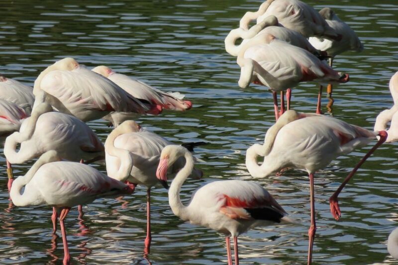 From Seville: Doñana National Park Day Trip - In-Depth Review of the Doñana National Park Day Trip