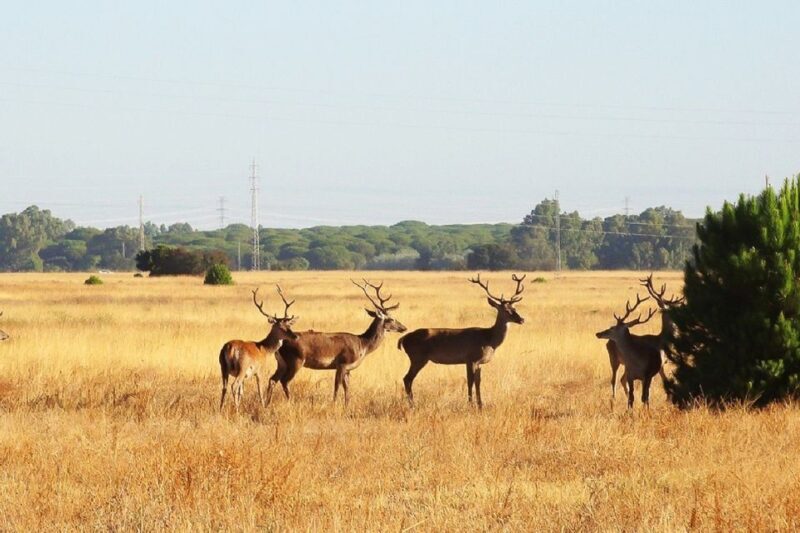From Seville: Doñana National Park Day Trip - FAQ