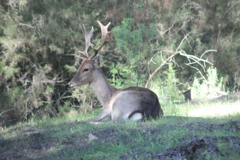 From Seville: Doñana National Park Full-Day Private Tour - The Value of This Tour