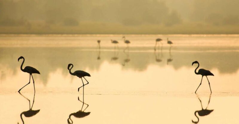 From Seville: Doñana National Park Full-Day Private Tour - Who Should Consider This Tour?