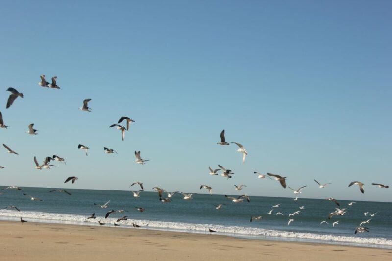 From Seville: Doñana National Park Full-Day Private Tour - FAQs