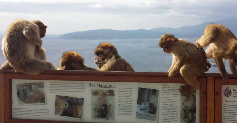 From Seville: Full-Day Private Tour of Gibraltar - Key Points