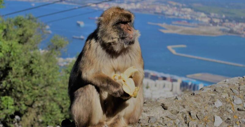 From Seville: Full-Day Trip to Gibraltar - From Seville: Full-Day Trip to Gibraltar