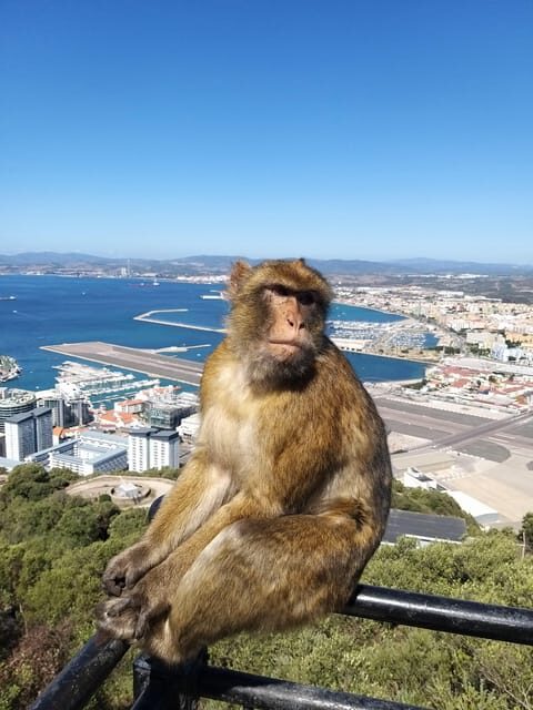 From Seville: Full-Day Trip to Gibraltar - FAQ