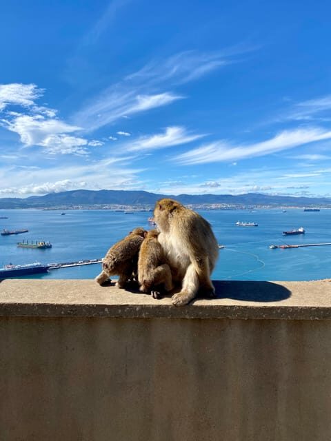From Seville: Guided Day Trip to Gibraltar - An In-Depth Look at the Gibraltar Day Trip from Seville