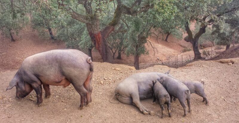 From Seville: Iberian Ham Full-Day Tour to Aracena - Frequently Asked Questions