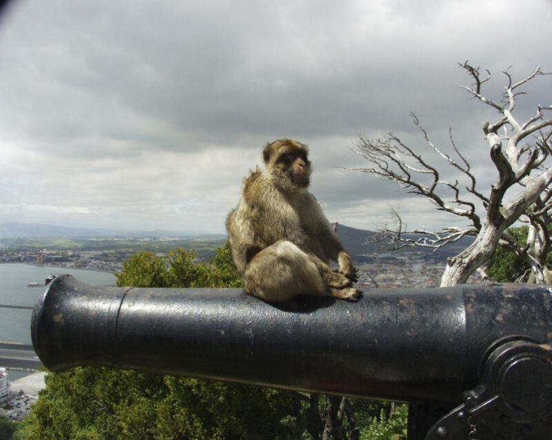 From Seville: Private Tour of Gibraltar - Who Would Love This Tour?