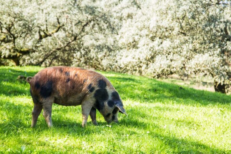 From Seville: White Villages of Huelva Private Full-Day Tour - Authentic Local Life and Gastronomy
