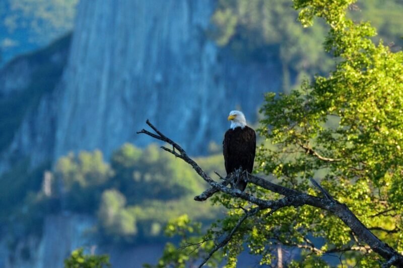 From Seward: 6-hour Wilderness Hiking Tour - Key Points
