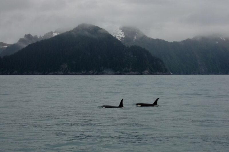 From Seward: Half-Day Resurrection Bay Wildlife Cruise Tour - The Scenery and Natural Beauty